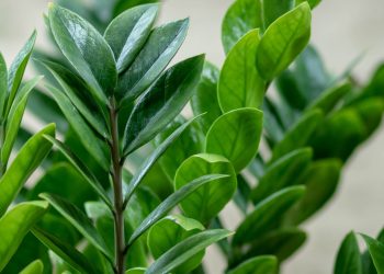 Essa planta virou o xodó dos lares brasileiros