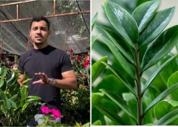 Victor Dias, paisagista "A planta que sobrevive ao esquecimento"