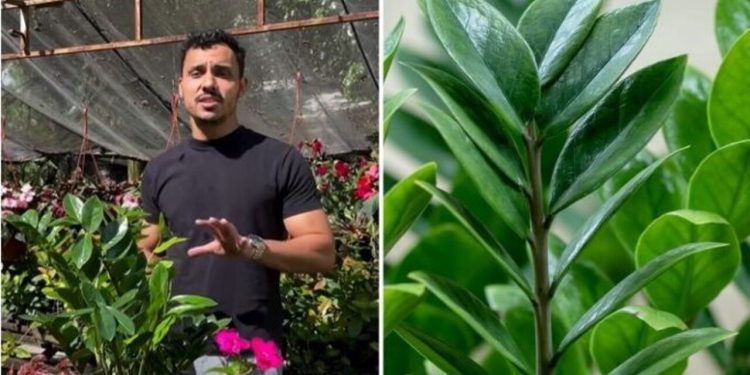 Victor Dias, paisagista "A planta que sobrevive ao esquecimento"