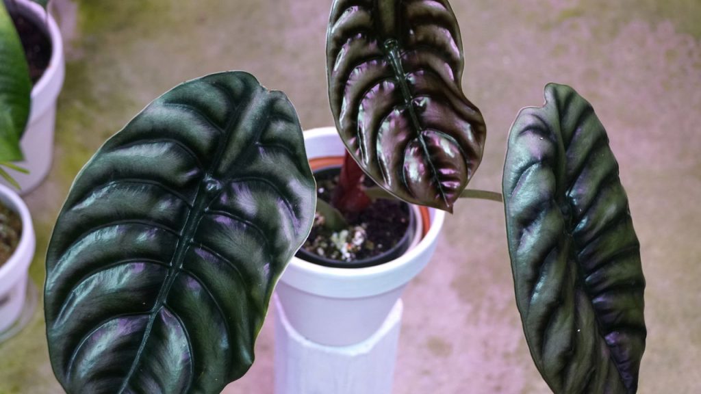 Alocasia