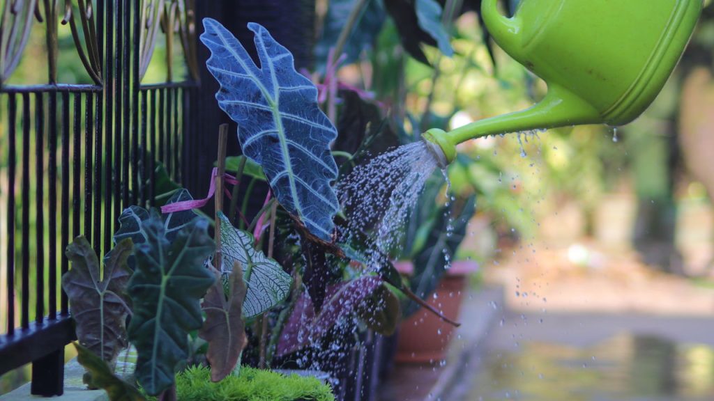Alocasia