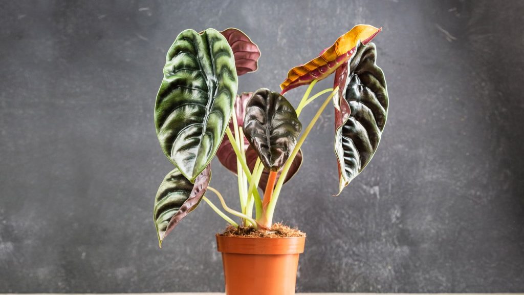 Alocasia