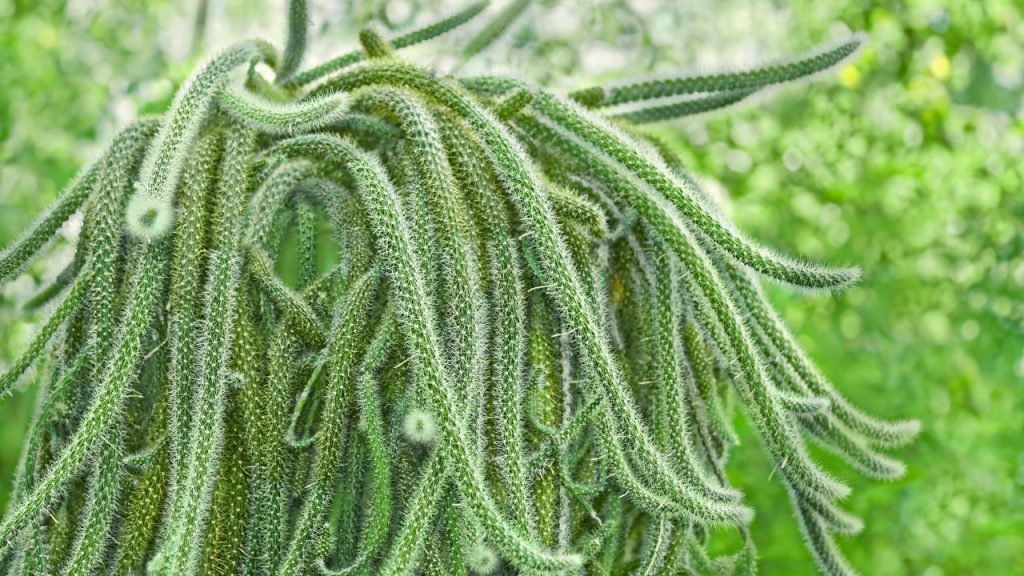 Cactos