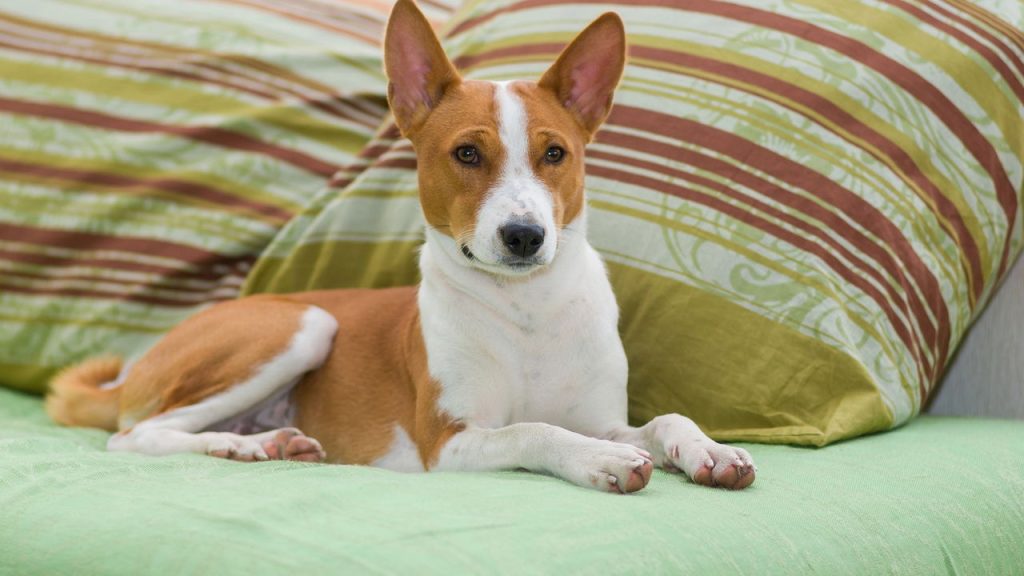Seis raças de cães para você que ama o silêncio