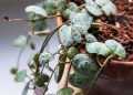 A planta mais charmosa e resistente para pendurar em casa com estilo