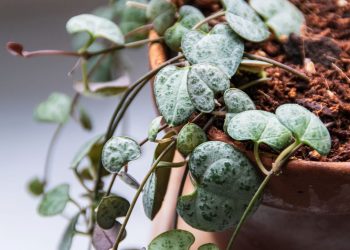 A planta mais charmosa e resistente para pendurar em casa com estilo