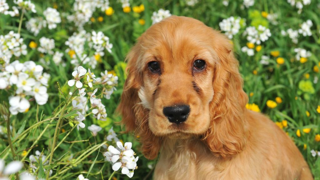 Melhores raças de cachorro para idosos com rotina tranquila
