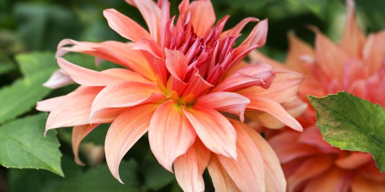 Dália - Dahlia Pinnata // Créditos: depositphotos.com / serraiocco.tino.gmail.com