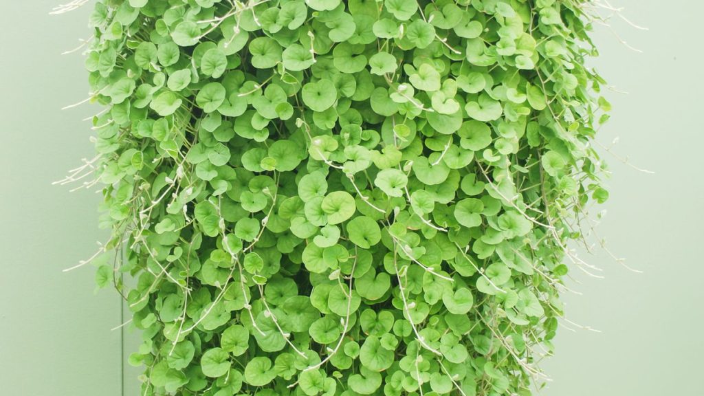 Seu jardim pode ficar lindo e sustentável com essa planta diferente
