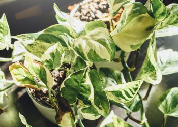 Essa planta quase indestrutível é perfeita para quem quer começar um cantinho verde com estilo