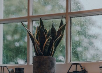 A planta que protege sua casa, purifica o ar e ainda vive bem com pouca água e pouca luz