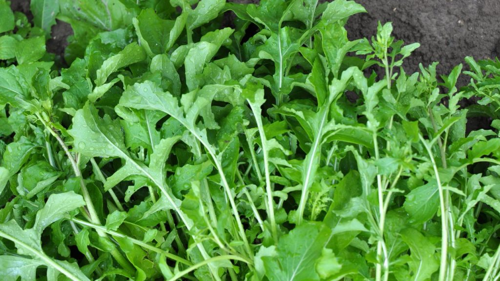 Poucos sabem que esses vegetais crescem rápido mesmo em pouco espaço