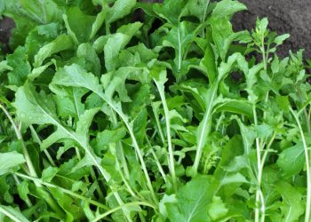 Poucos sabem que esses vegetais crescem rápido mesmo em pouco espaço