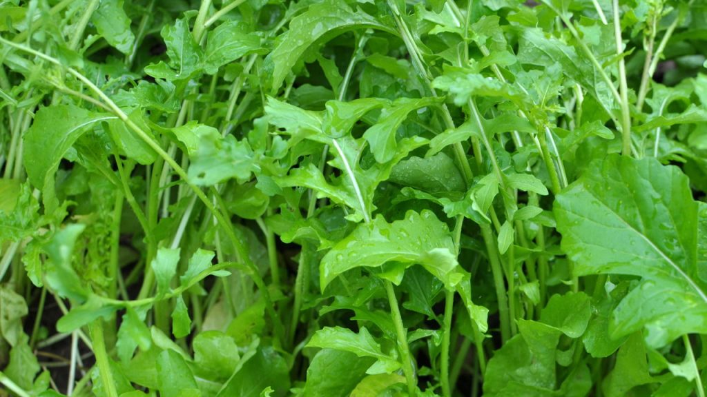 Poucos sabem que esses vegetais crescem rápido mesmo em pouco espaço
