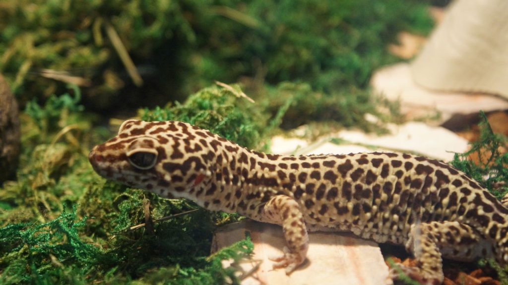 Os 5 pets exóticos mais carinhosos e permitidos no Brasil