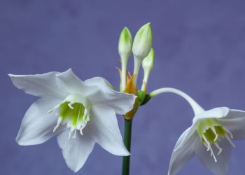A flor que virou estrela em arranjos de luxo no Brasil