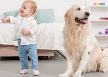 As raças de cachorro mais indicadas para famílias com crianças
