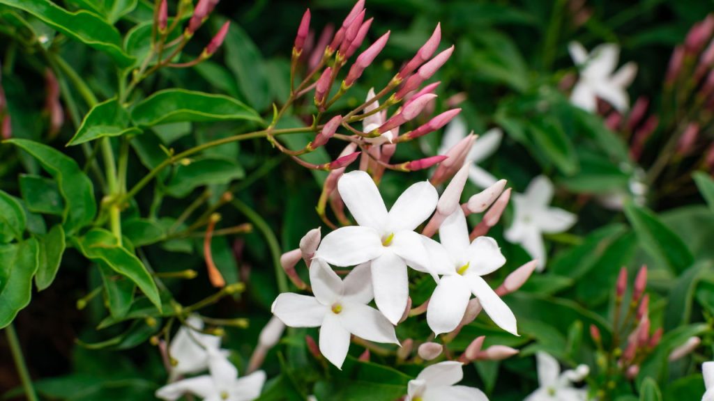 Você vai se surpreender com o poder dessas plantas no seu sono