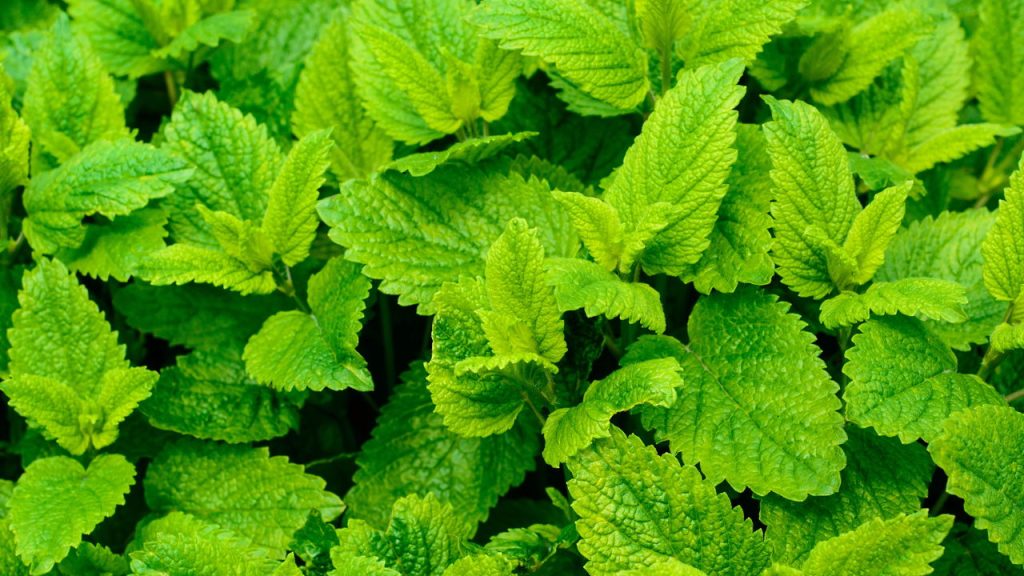 A planta que repele mosquitos e ainda perfuma sua casa naturalmente