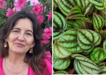 Ângela Cristina, jardineira "Como cuidar da Peperômia Melancia?"
