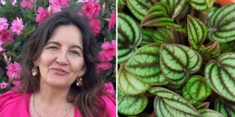 Ângela Cristina, jardineira "Como cuidar da Peperômia Melancia?"