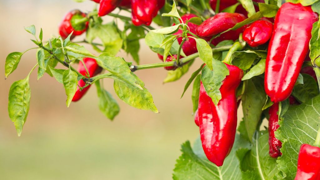 Pimenta
