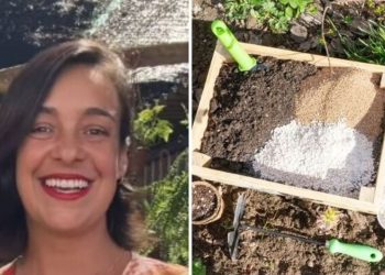 Lyara Moraes, jardineira "Vermiculita x Perlita saiba a diferença"