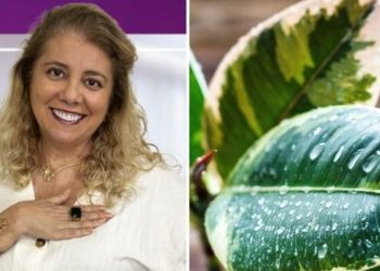 Monica Tavares, "Três plantas que diminuem o pó dentro de casa"