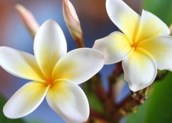 7 plantas perfumadas que deixarão sua casa com um cheiro incrível
