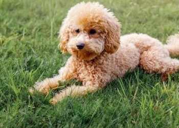 As raças de cachorro que mais vivem segundo especialistas