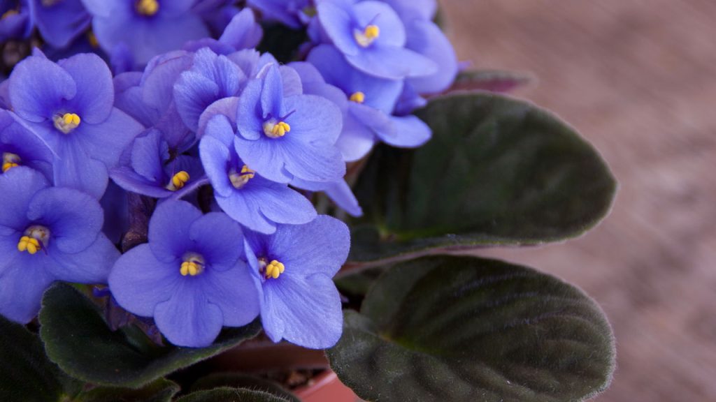 Com essas dicas até iniciantes conseguem plantas lindas e saudáveis