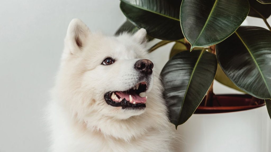 O universo secreto dos pets com pedigree milionário