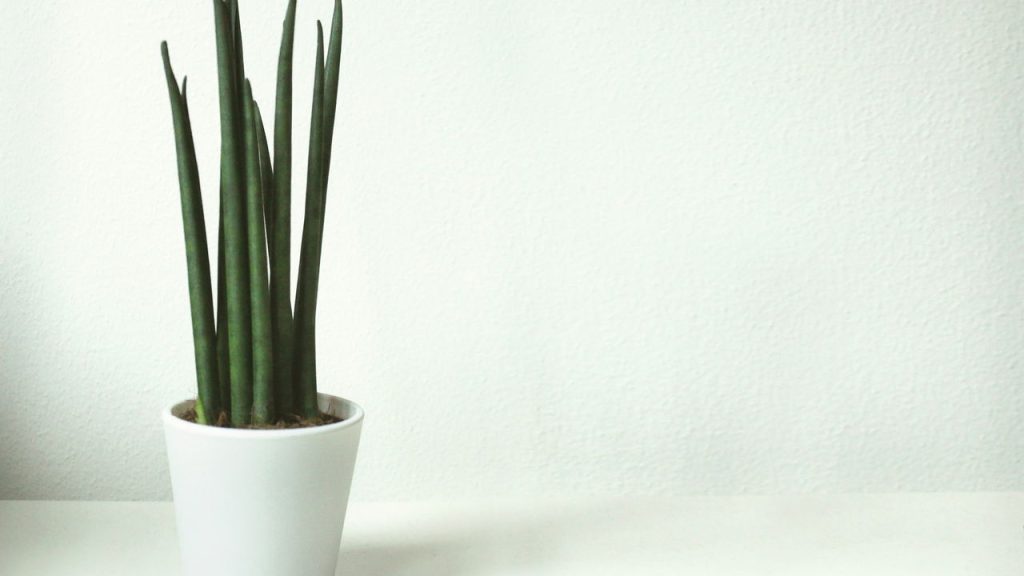 Seu quintal pequeno pode virar um jardim dos sonhos com essas plantas