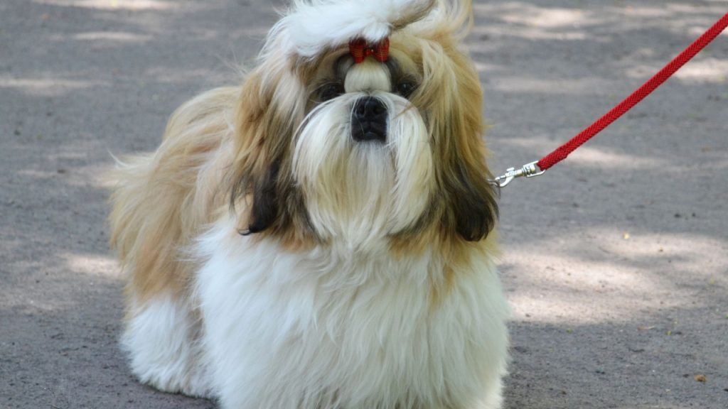 5 curiosidades que explicam o sucesso do Shih Tzu no Brasil