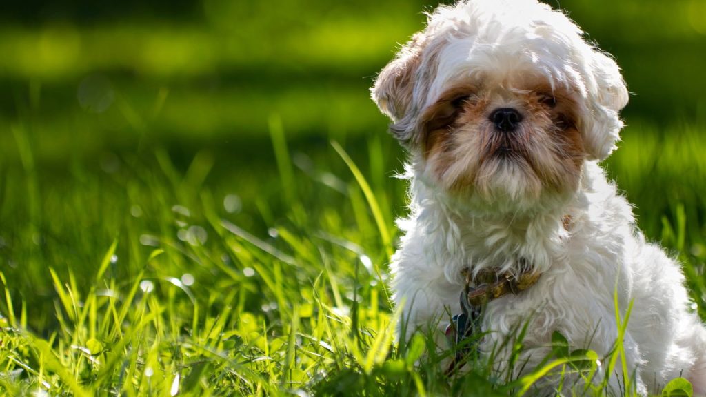 5 curiosidades que explicam o sucesso do Shih Tzu no Brasil
