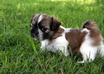5 curiosidades que explicam o sucesso do Shih Tzu no Brasil