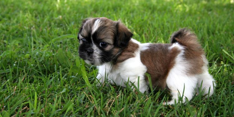 5 curiosidades que explicam o sucesso do Shih Tzu no Brasil