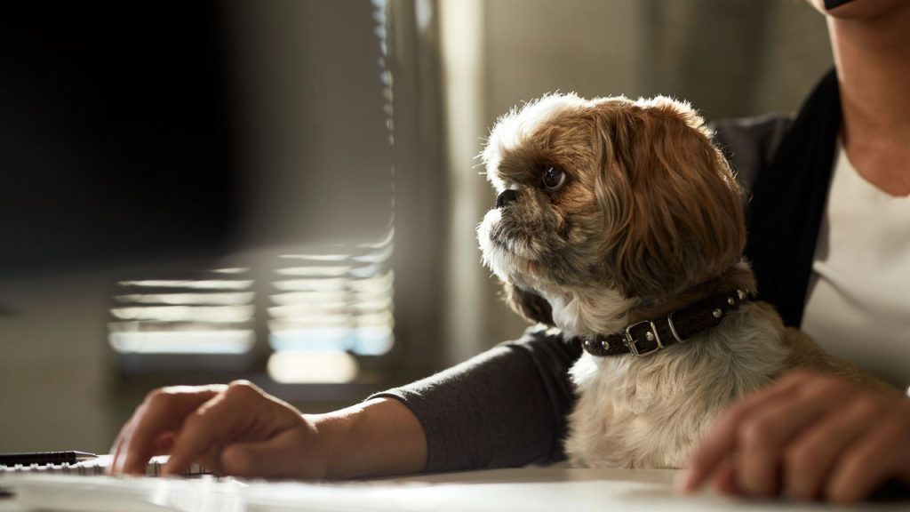 5 curiosidades que explicam o sucesso do Shih Tzu no Brasil