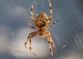 Esse método japonês afasta aranhas sem veneno nem sujeira