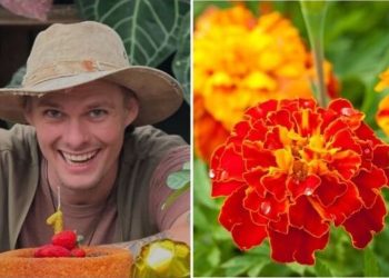 Raí Rech, jardineiro "Tagetes: uma planta comestível e amiga da horta"