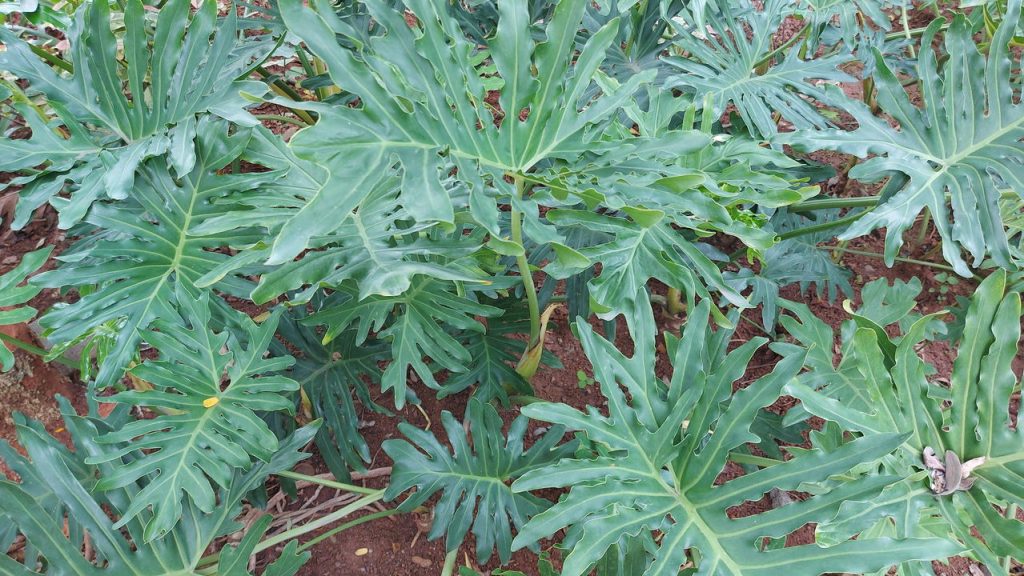 Plantas