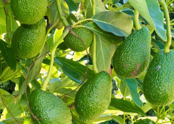 O fruto cheio de gorduras boas que protege o coração e cresce fácil em casa