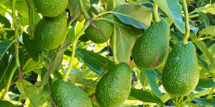O fruto cheio de gorduras boas que protege o coração e cresce fácil em casa
