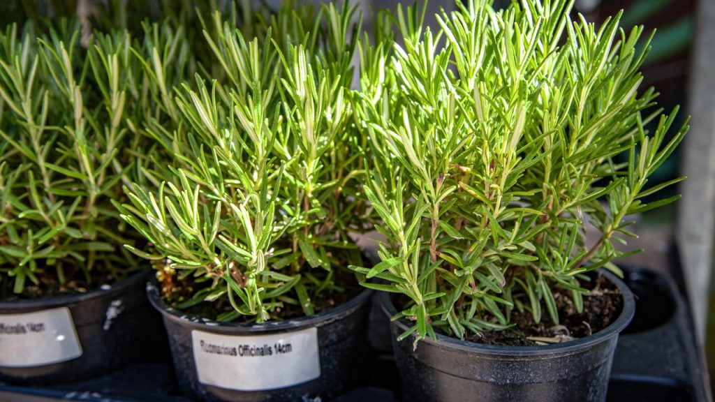 Como uma horta dessas plantinhas pode transformar sua saúde