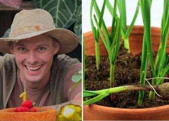 Raí Rech, jardineiro "3 tipos de alho para você plantar em vasos"