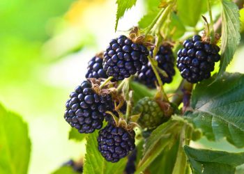 A ciência explica por que essa é uma das frutas mais completas da natureza