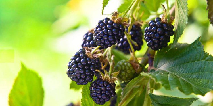 A ciência explica por que essa é uma das frutas mais completas da natureza