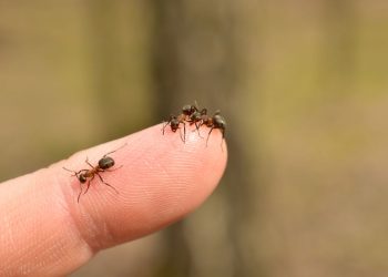 O campeão da velocidade no reino animal cabe na ponta do seu dedo