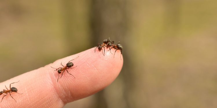 O campeão da velocidade no reino animal cabe na ponta do seu dedo