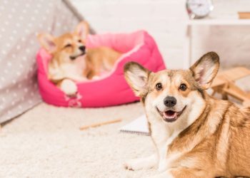 As 4 raças de cães mais calmas para casas e apartamentos pequenos